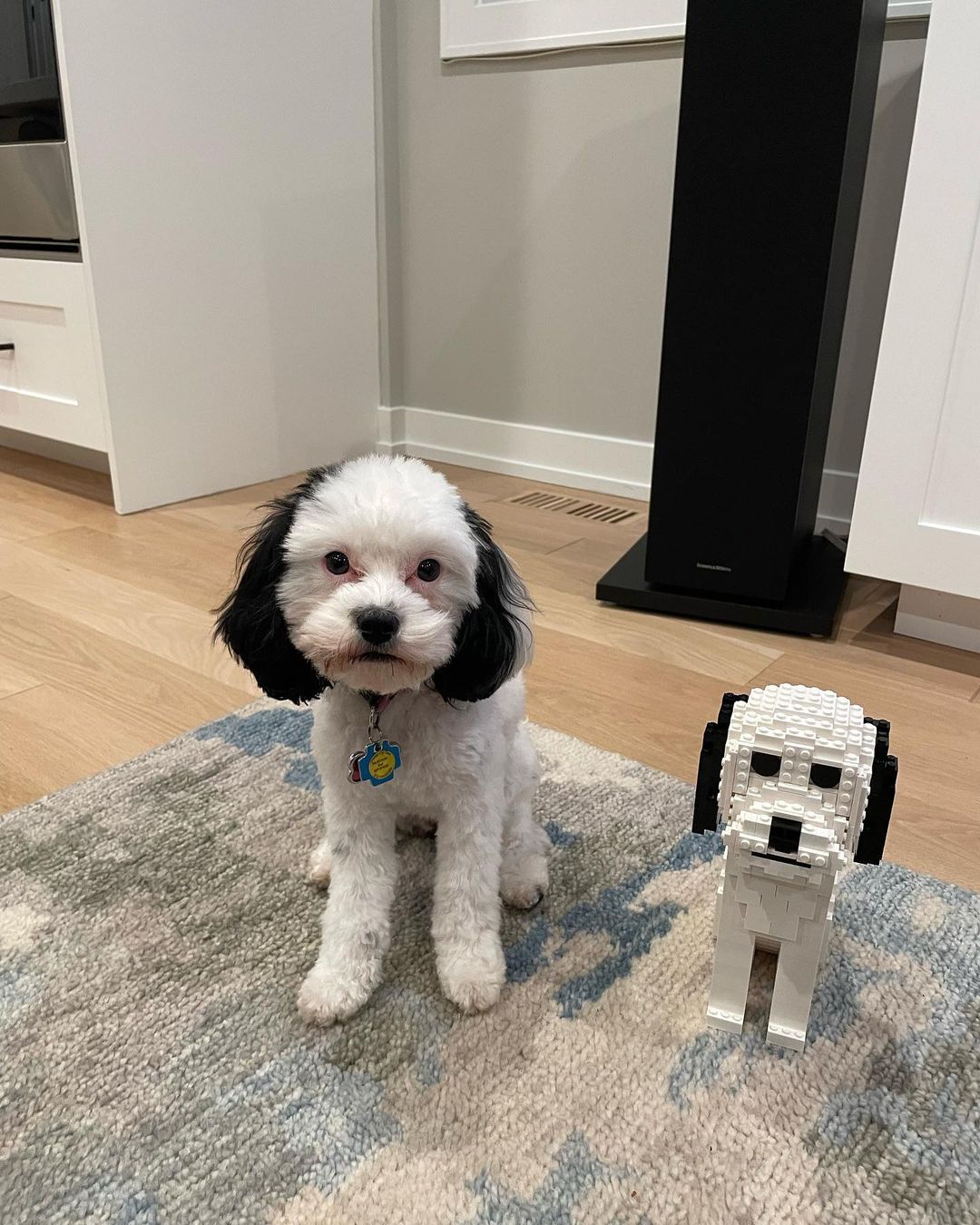 Kit personalizado para mascotas