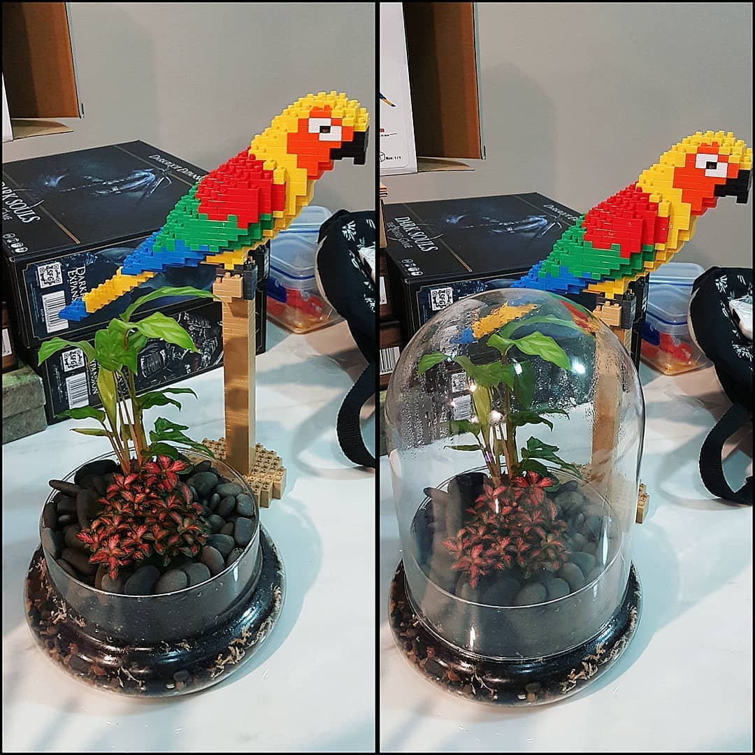 Cheek Conure Building Kit Interlocking Blocks Pet Building Kit