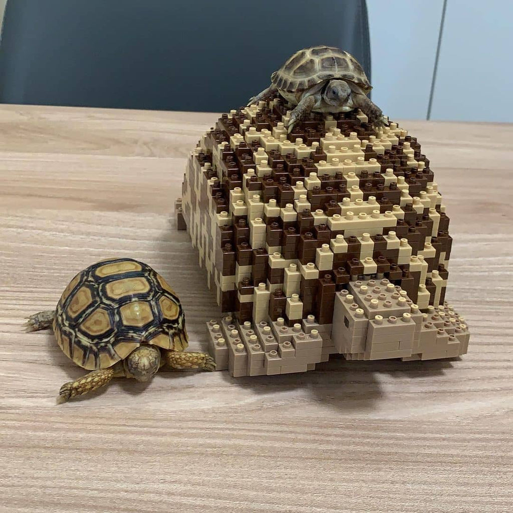 Indian Star Tortoise Building Kit Interlocking Blocks Pet Building Kit