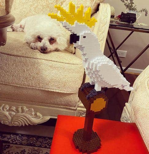 Sulphur Crested Cockatoo Building Kit Interlocking Blocks Pet Building Kit