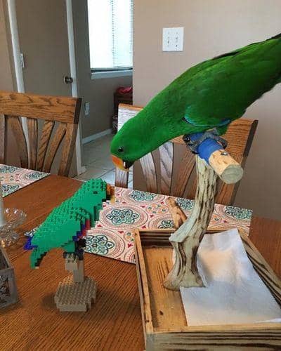 Eclectus Building Kit Interlocking Blocks Pet Building Kit