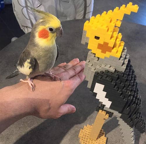 Cockatiel Building Kit Interlocking Blocks Pet Building Kit