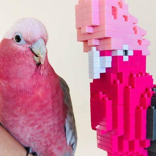 Galah Building Kit Interlocking Blocks Pet Building Kit