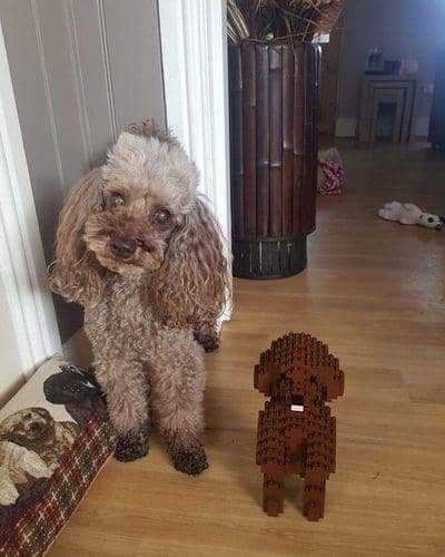 normal-darkbrown-tricks