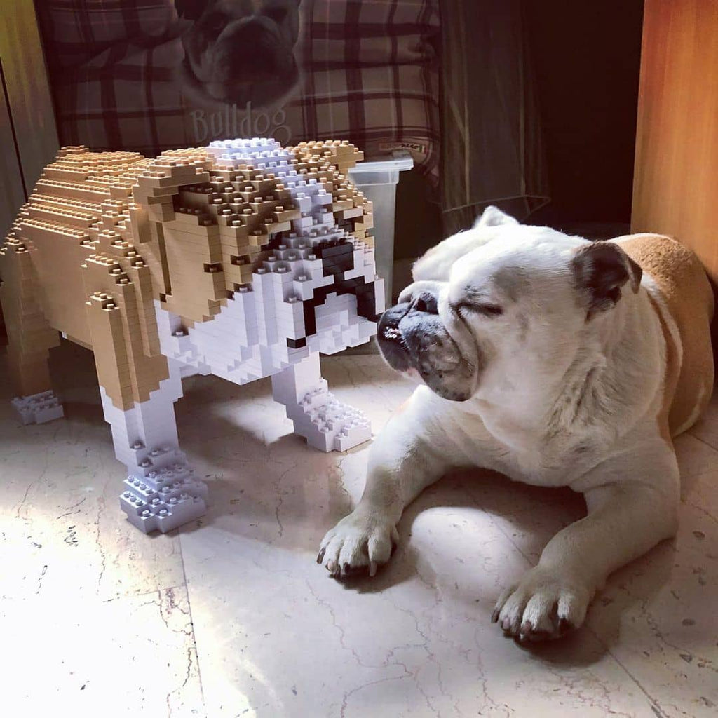 English Bulldog Building Kit sale Pet Building Kit