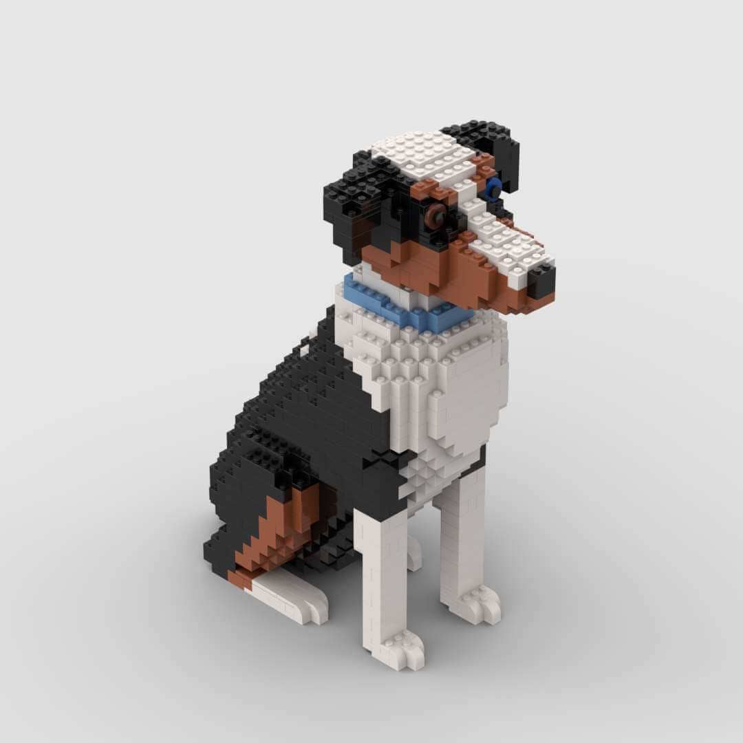 Pastor americano miniatura