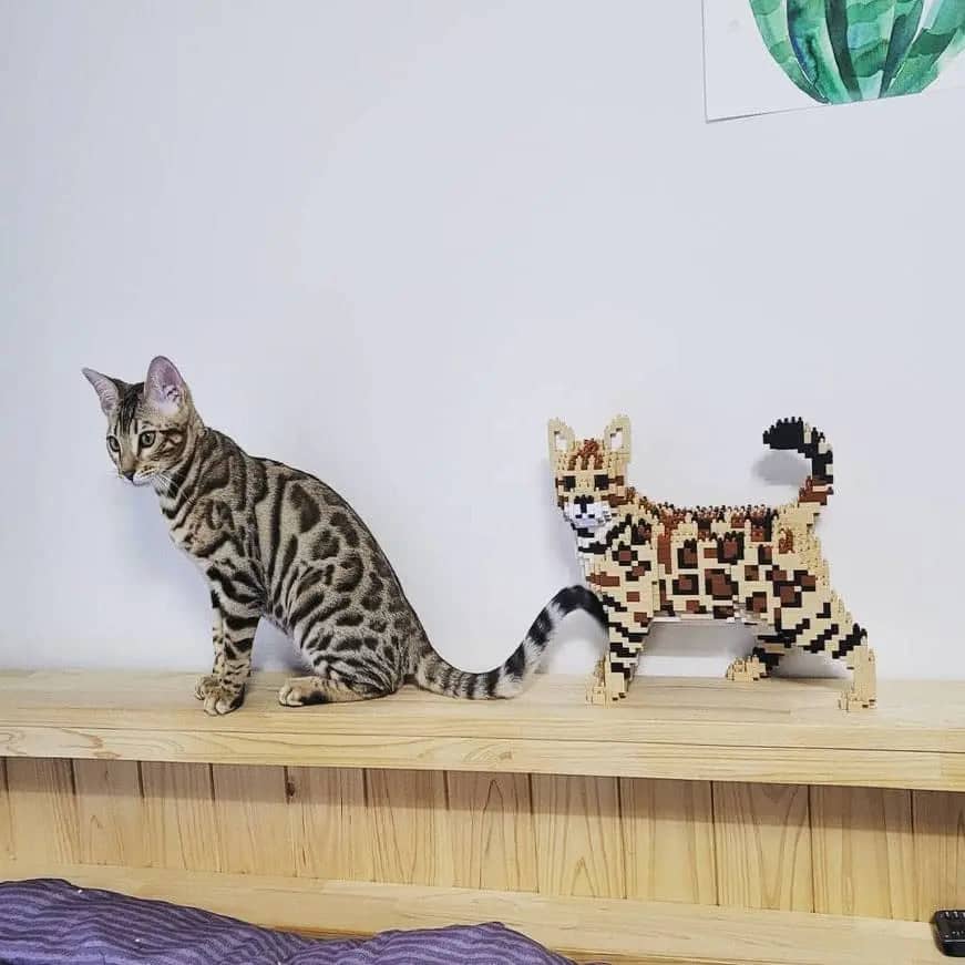 Bengal Cat Building Kit Interlocking Blocks Pet Building Kit