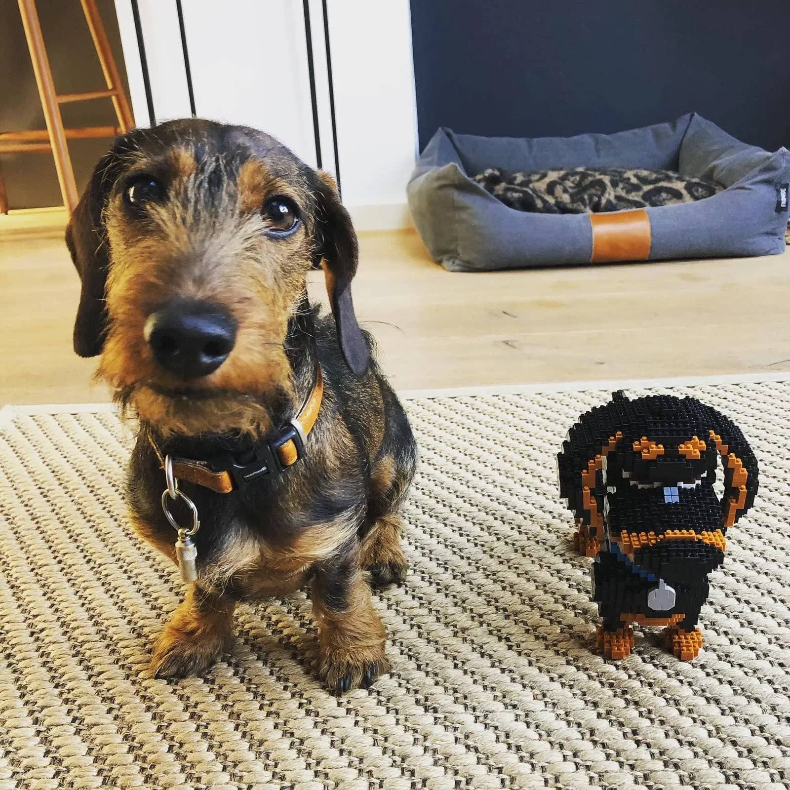 Build Your Own Cute Cartoon Dachshund Dog Model Perfect - Temu Portugal