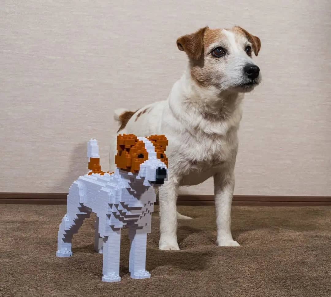 Jack russell lego sales