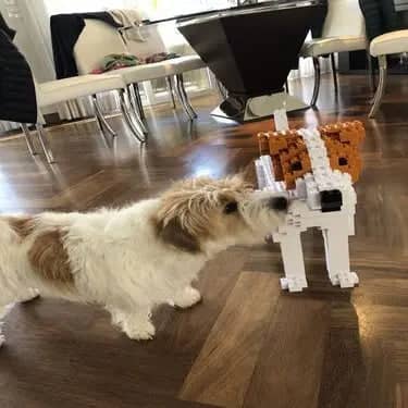 Jack Russell Terrier Building Kit Interlocking Blocks Pet Building Kit