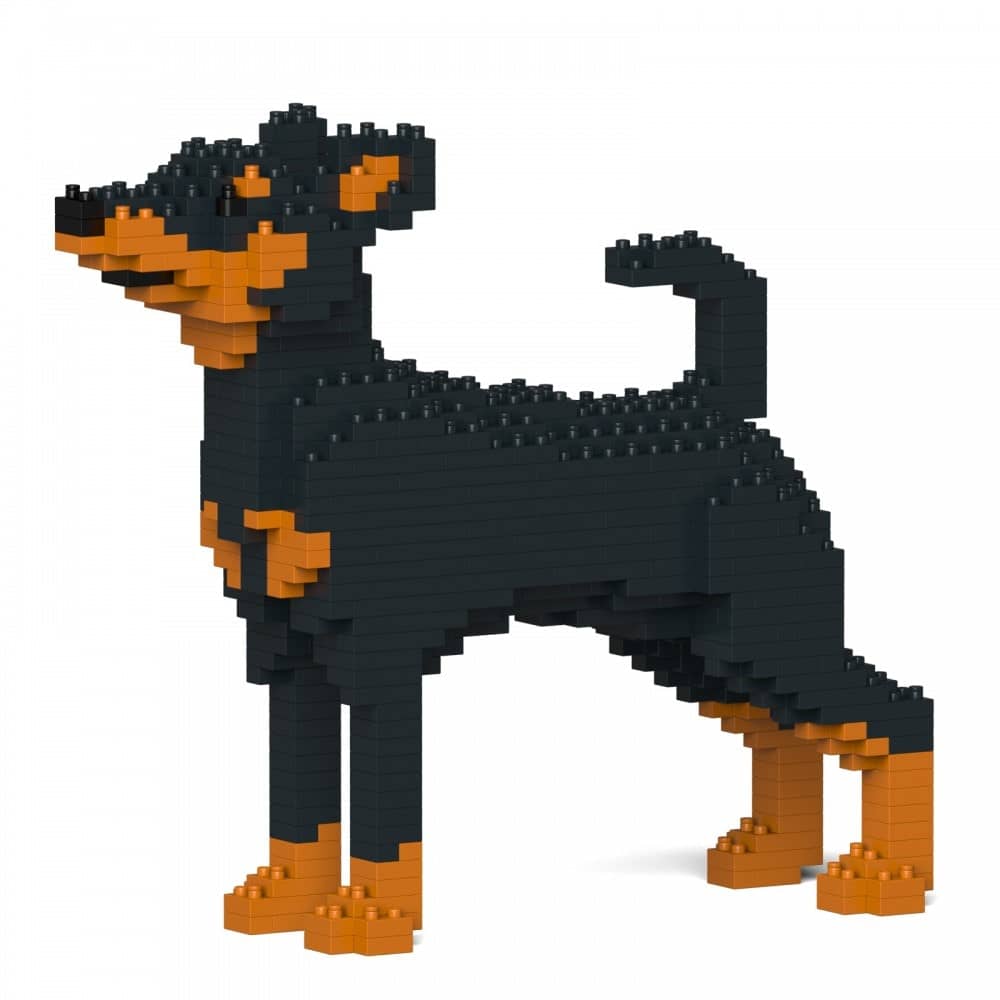 Pinscher miniatura