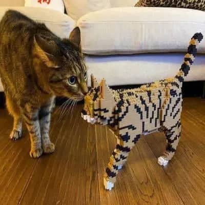 Tabby Cat Building Kit Interlocking Blocks Pet Building Kit