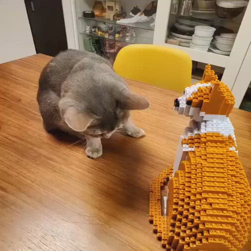 Gato naranja y blanco