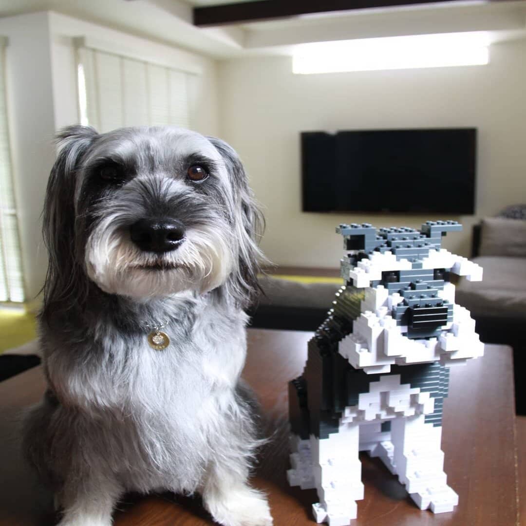 large-saltandpepper-sitting