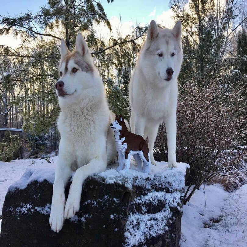 normal-classic-darkbrown