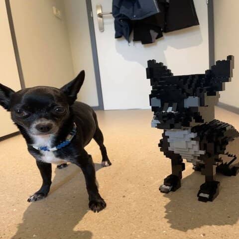 Chihuahua Building Kit Interlocking Blocks Pet Building Kit