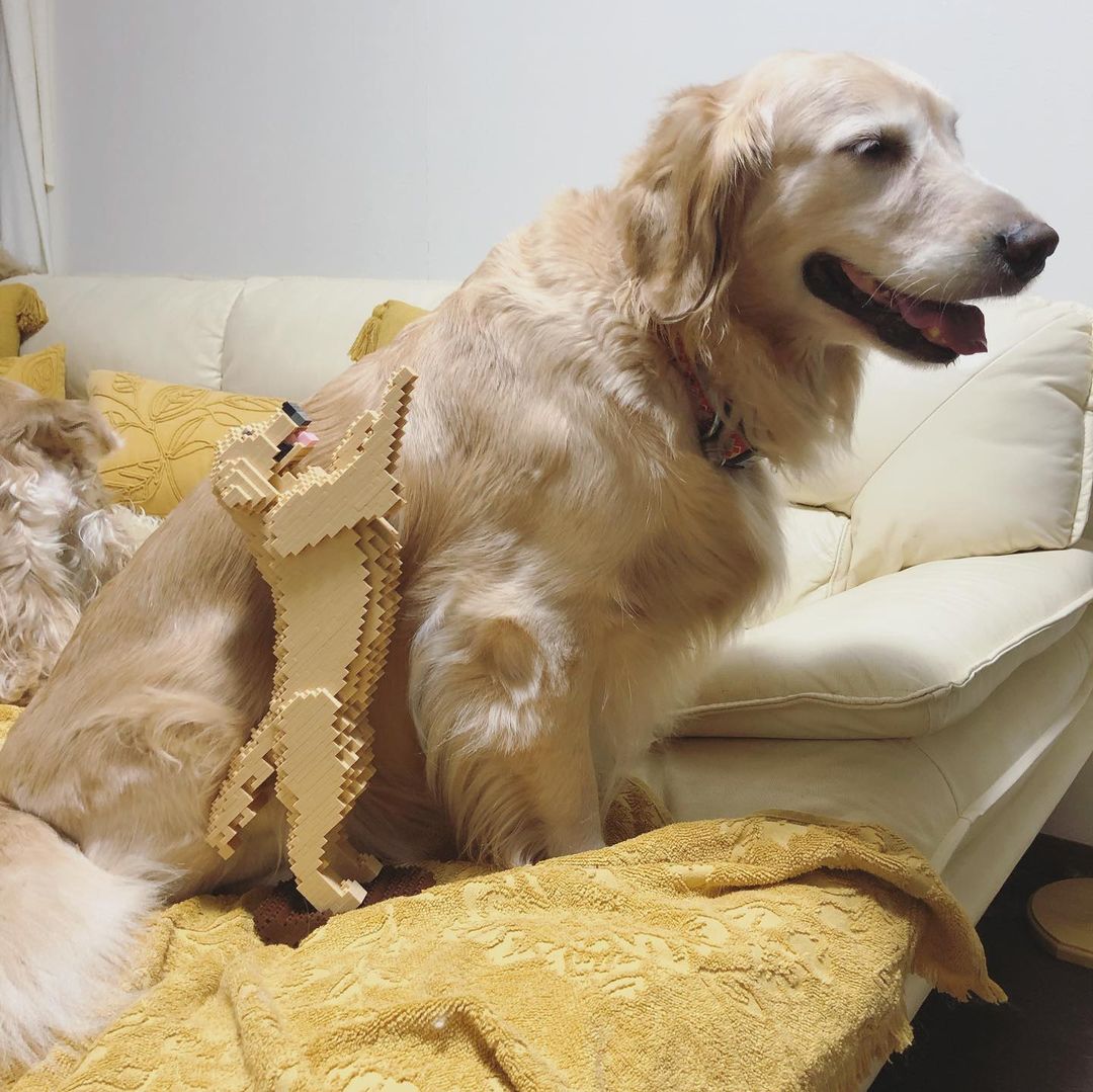 normal-yellow-tricks